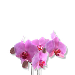 Naklejka na ściany i meble flower of the phalaenopsis orchid. Png file