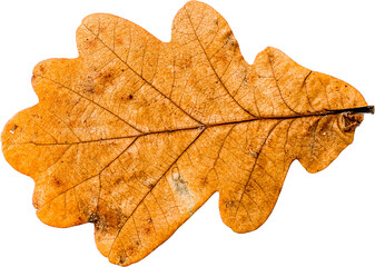 Autumn leaf png transparent