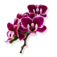 Obraz premium flower of the phalaenopsis orchid. Png file