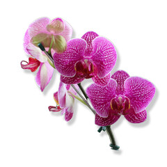 Fototapeta na wymiar flower of the phalaenopsis orchid. Png file