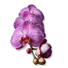 flower of the phalaenopsis orchid. Png file