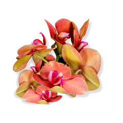 flower of the phalaenopsis orchid. Png file