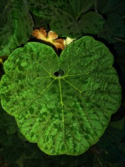 Leaf close up , roots are as Together as parts of body. 