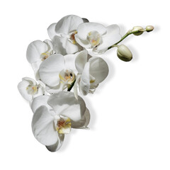 Naklejka na ściany i meble flower of the phalaenopsis orchid. Png file