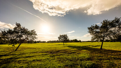 sunset in the field