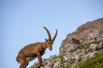 Alpine ibex picture taken in Julian alps, Slovenia	