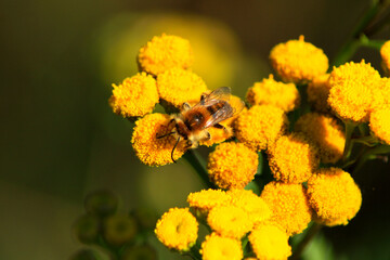 Wild Bee
