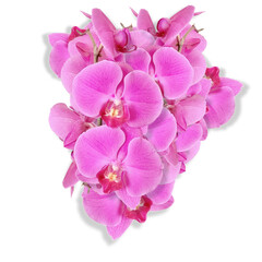 flower of the phalaenopsis orchid. Png file
