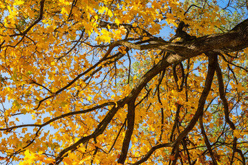Maple tree branch with yellow leaves against the blue sky. Autumnal scenery in the park