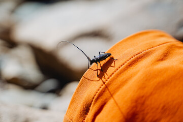 Beetle barbel woodcutter, black insect conifer destroyer, tree pest, long insect whiskers, can fly, macro photography