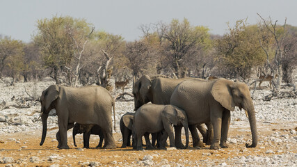 Afrikanischer Elefant (Loxodonta africana)
Nikon D5300 | Nikkor 200-500mm f/5,6