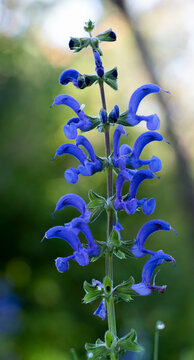 detailed close-up of Salvia patens 'Royal Blue' gentian sage in summer bloom 