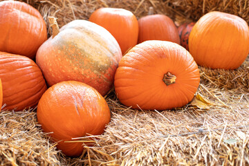 Rustic Fall Pumpkins and straw Background. Autumn festival. Halloween decoration at home. Stylish fall decor of exterior building. Orange halloween pumpkins on stack of hay or straw in sunny day.	