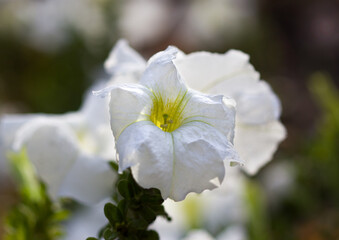 white petunia