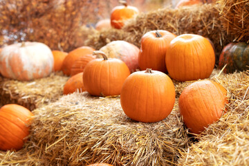 Rustic Fall Pumpkins and straw Background. Autumn festival. Halloween decoration at home. Stylish fall decor of exterior building. Orange halloween pumpkins on stack of hay or straw in sunny day.	