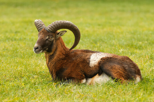 Portrait of an adult male mouflon with massive horns lying on a grassy meadow, autumn day, no people.