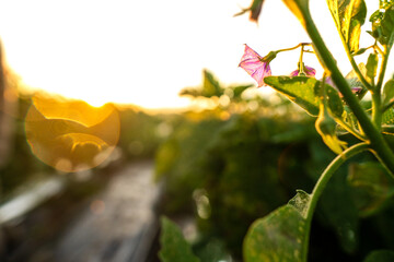 Purple eggplant blossom in sunlight