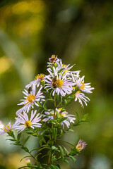 bee on chamomile