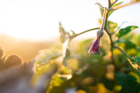 eggplant blossom in garden