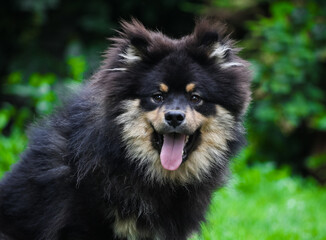 Finnish lapphund in the park