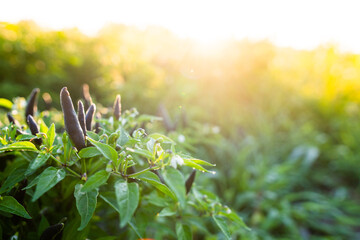 Thai Dragon Peppers in morning sunlight