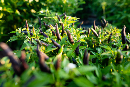 Closeup of Thai Dragon Pepper Plants in Garden