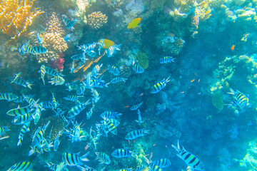 Indo-Pacific sergeant (Abudefduf vaigiensis), also  known as the Sergeant major on coral reef in the Red sea. School of fish undersea