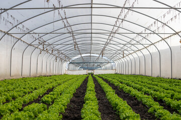 Greenhouse in a farm , Greenhouse cultivation as an all-season fruit and vegetable growing method