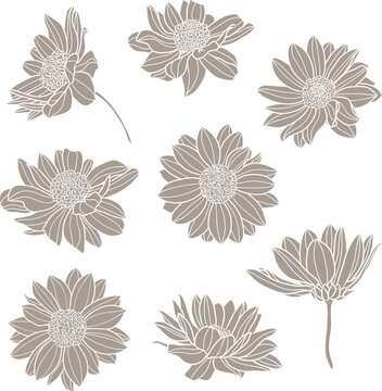 Flowers silhouette. Monochrome daisy flower isolated on white background. Vector illustration