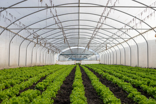 Greenhouse in a farm , Greenhouse cultivation as an all-season fruit and vegetable growing method