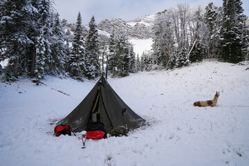 Tent sits in a lonely campground in the snow, as a llama relaxes, sitting on the ground