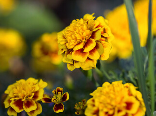 yellow marigolds