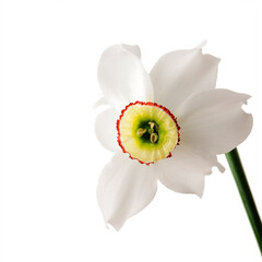Narcissus isolated on a white background close-up