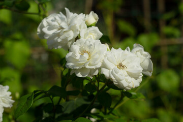 Flowers on a background of green leaves. White flowers decorate the infield