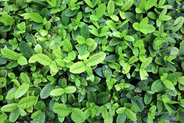 Fototapeta na wymiar Green leaves with dew drops