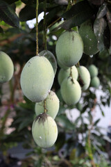 Young Mangoes on a mango tree