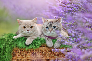 Two cats taking rest under the blooming lavender
