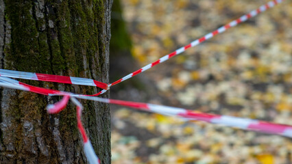 Fototapeta na wymiar warning tape in the forest on a tree