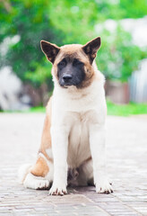 puppies of american akita in grass