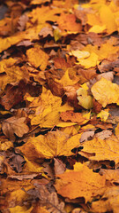 background picture of autumn fallen leaves,yellow leaves on the pavement