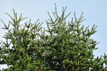 Green spruce tree against the blue sky