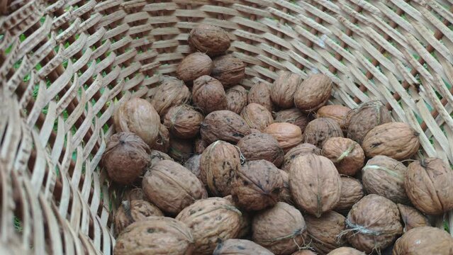 autumn harvest of fresh walnuts Juglans regia Nogal in a wicker basket