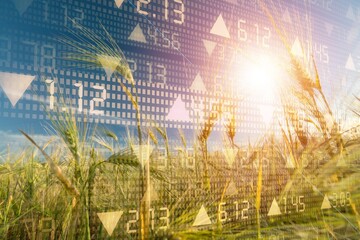 Rising wheat prices in Europe due to the conflict between Russia and Ukraine. Flour and wheat...