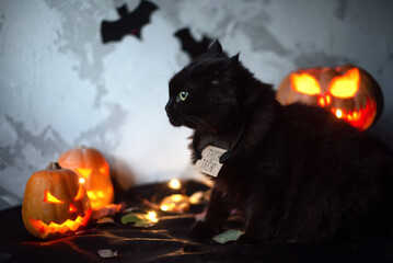 Helloween black cat, Scary halloween pumpkins Jack-o-lantern and black cat in the on a grey...
