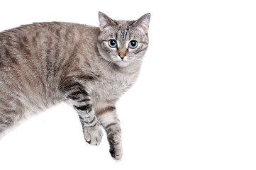 Laying mixed breed cat looking to the camera