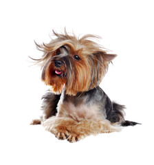 Laying in a white studio Yorkshire Terrier with a wavy hairstyle