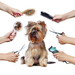Pretty Yorkshire Terrier puppy  and hands with groomer tools isolated on white