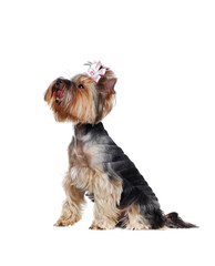 Pretty Yorkshire Terrier side view over white background looking up interested in something