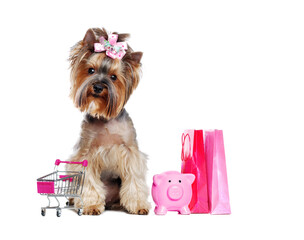 Shopping Yorkshire  Terrier puppy with a mini shopping trolley, paper bags and a piggy bank