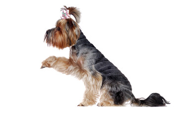Side view full length photo of a Yorkshire Terrier with a  raised paw
